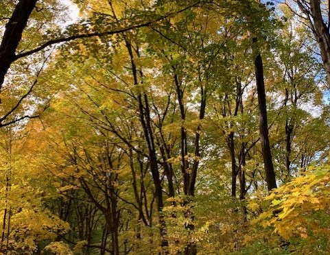 Best places to see fall colors in Minnesota