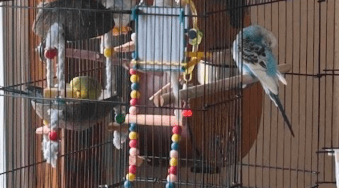 What it’s like to have birds as pets