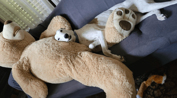 History of Greyhounds