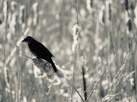 “Stillness in the Wild”