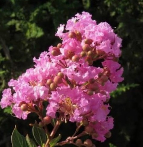 Spring Flowers