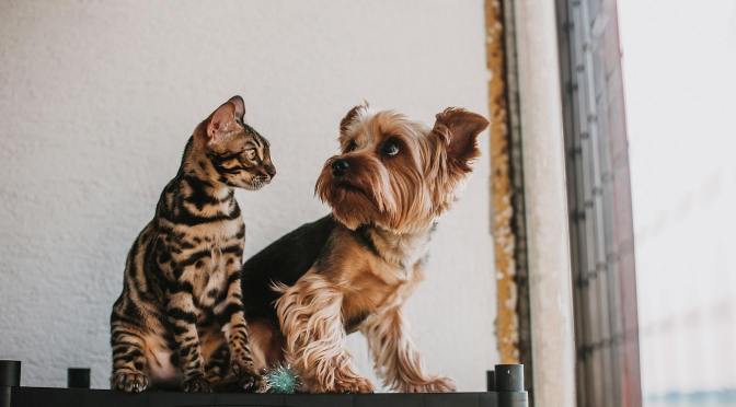 Psychology behind why people prefer cats or dogs