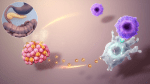 The Beta Cells (orange in the lower left cell bundle) are part the insulin-producing cells of the pancreas (the bright highlighted organ in circular picture). In an autoimmune-type attack type 1 Diabetes, the physiologically secreted exosomes (the yellow dots) of the beta cells are wrongly taken up by dendritic cells (big whitish cell with arms) with their contents being presented to T-cells (smaller blue cells in the upper right) . The T-Cells see those contents (proteins) as enemies and attack their producers. This leads to a loss of functional beta cells and a decreased production of insulin.